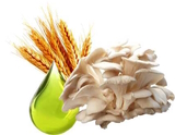 glukan s